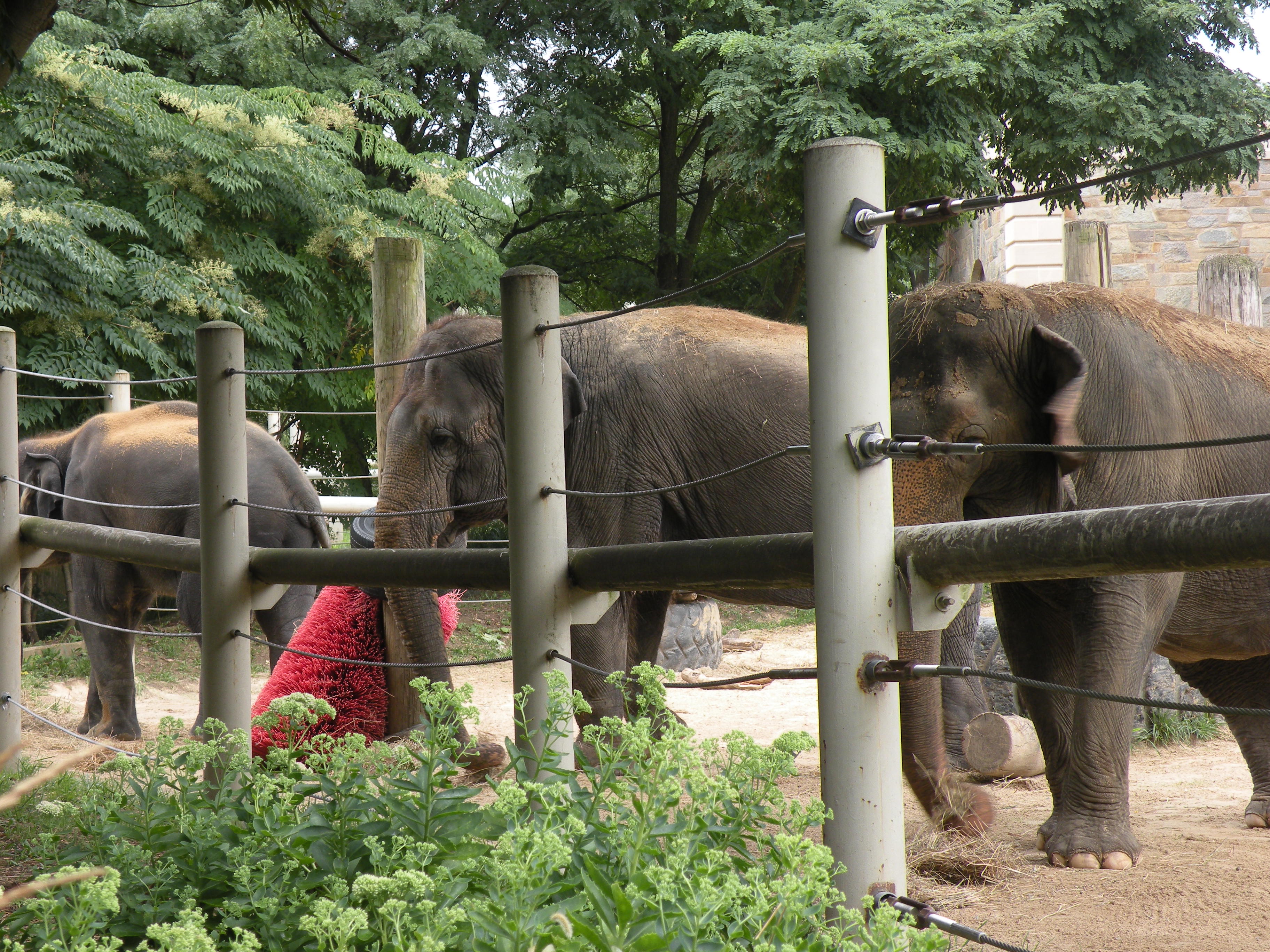 Asian Elephants at the National Zoo